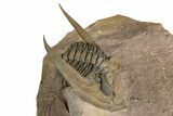 Enrolled Zlichovaspis Trilobite - Lghaft, Morocco #354427-1